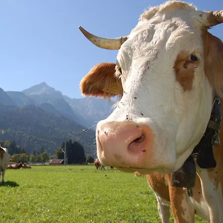 Zur Schoenen Aussicht Garni Affittacamere